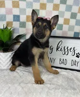 Gigi AKC, a female German Shepherd Dog for sale in Bargersville, IN – Photo 5 of 5
