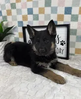 Gage AKC, a male German Shepherd Dog for sale in Bargersville, IN – Photo 2 of 6