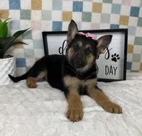 Gigi AKC, a female German Shepherd Dog for sale in Bargersville, IN – Photo 2 of 5