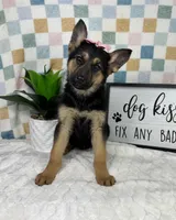 Gigi AKC, a female German Shepherd Dog for sale in Bargersville, IN – Photo 1 of 5