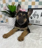Gigi AKC, a female German Shepherd Dog for sale in Bargersville, IN – Photo 4 of 5