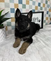 Gage AKC, a male German Shepherd Dog for sale in Bargersville, IN – Photo 4 of 6