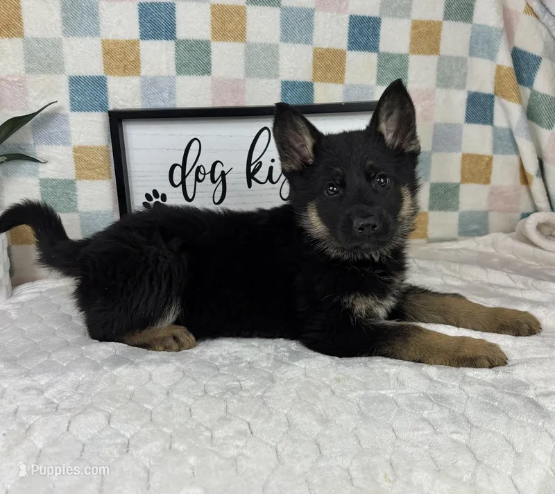Gage AKC – German Shepherd Dog puppy for sale in Bargersville, IN