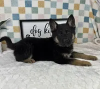 Gage AKC, a male German Shepherd Dog for sale in Bargersville, IN – Photo 1 of 6