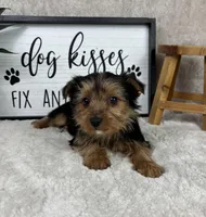 Teddy, a male Yorkshire Terrier for sale in Bargersville, IN – Photo 4 of 5