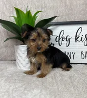 Teddy, a male Yorkshire Terrier for sale in Bargersville, IN – Photo 5 of 5