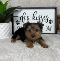 Teddy, a male Yorkshire Terrier for sale in Bargersville, IN – Photo 2 of 5