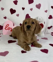 Delilah AKC , a female Miniature Dachshund for sale in Bargersville, IN – Photo 4 of 6