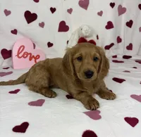 Delilah AKC , a female Miniature Dachshund for sale in Bargersville, IN – Photo 1 of 6