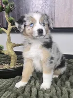 Samson , a male Australian Shepherd for sale in Bargersville, IN – 2 of 5