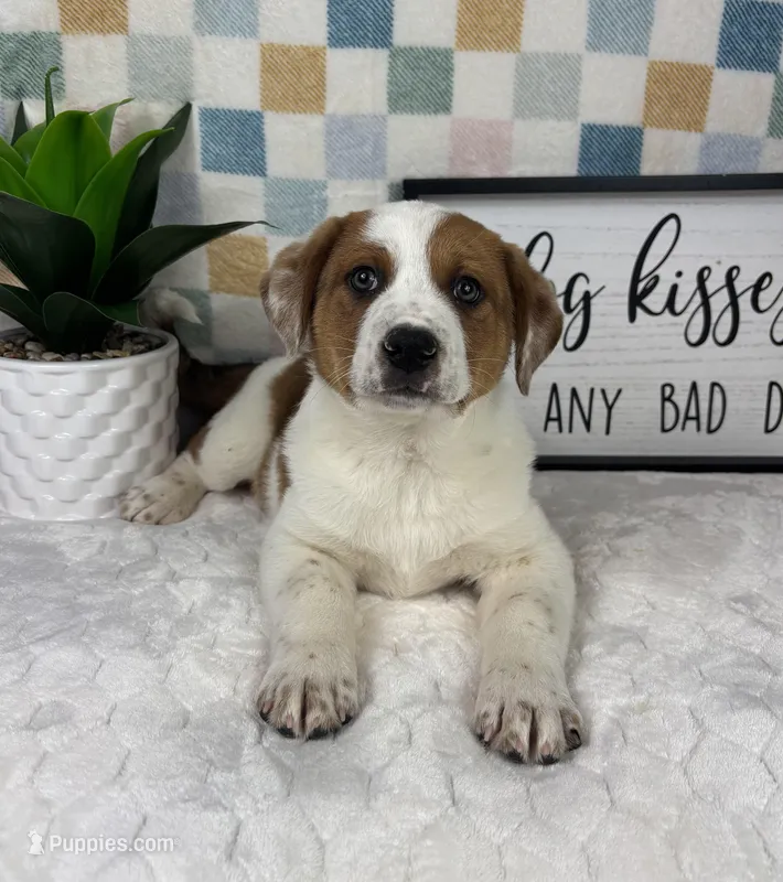 Rex, a male Australian Cattle Dog for sale in Bargersville, IN – Photo 1 of 5