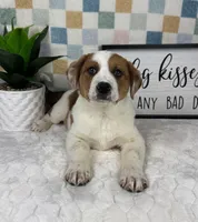 Rex, a male Australian Cattle Dog for sale in Bargersville, IN – Photo 1 of 5