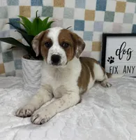 Rex, a male Australian Cattle Dog for sale in Bargersville, IN – Photo 2 of 5