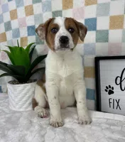 Rex, a male Australian Cattle Dog for sale in Bargersville, IN – Photo 3 of 5