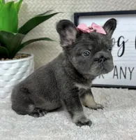 Fluffy AKC big rope girl!, a female French Bulldog for sale in Bargersville, IN – 5 of 6