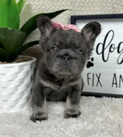 Fluffy AKC big rope girl!, a female French Bulldog for sale in Bargersville, IN – 3 of 6