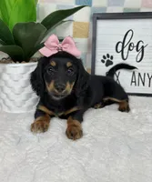 Daphne AKC , a female Miniature Dachshund for sale in Bargersville, IN – Photo 6 of 7
