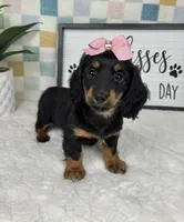Daphne AKC , a female Miniature Dachshund for sale in Bargersville, IN – Photo 3 of 7