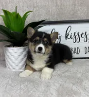 Parker AKC , a male Pembroke Welsh Corgi for sale in Bargersville, IN – Photo 5 of 5