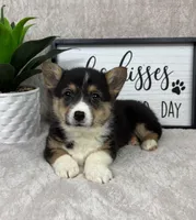 Parker AKC , a male Pembroke Welsh Corgi for sale in Bargersville, IN – Photo 2 of 5