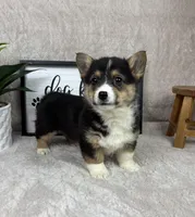 Parker AKC , a male Pembroke Welsh Corgi for sale in Bargersville, IN – Photo 1 of 5