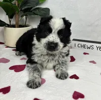 Milo, a male Australian Cattle Dog and Miniature American Shepherd for sale in Bargersville, IN – Photo 3 of 5