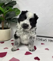 Milo, a male Australian Cattle Dog and Miniature American Shepherd for sale in Bargersville, IN – Photo 1 of 5