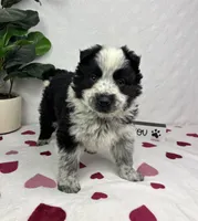 Milo, a male Australian Cattle Dog and Miniature American Shepherd for sale in Bargersville, IN – Photo 4 of 5