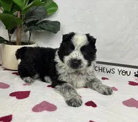 Milo, a male Australian Cattle Dog and Miniature American Shepherd for sale in Bargersville, IN – Photo 2 of 5