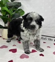 Maxwell, a male Australian Cattle Dog and Miniature American Shepherd for sale in Bargersville, IN – Photo 3 of 5