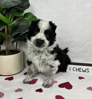 Milo, a male Australian Cattle Dog and Miniature American Shepherd for sale in Bargersville, IN – Photo 5 of 5