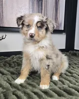 Sally, a female Australian Shepherd for sale in Bargersville, IN – 4 of 5
