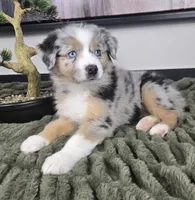 Samson , a male Australian Shepherd for sale in Bargersville, IN – 4 of 5
