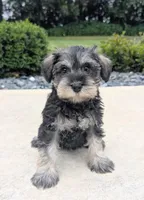 Susie, a female Miniature Schnauzer for sale in Bargersville, IN – 4 of 5