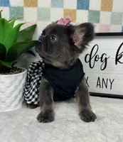 Fully AKC blue girl!, a female French Bulldog for sale in Bargersville, IN – 4 of 5