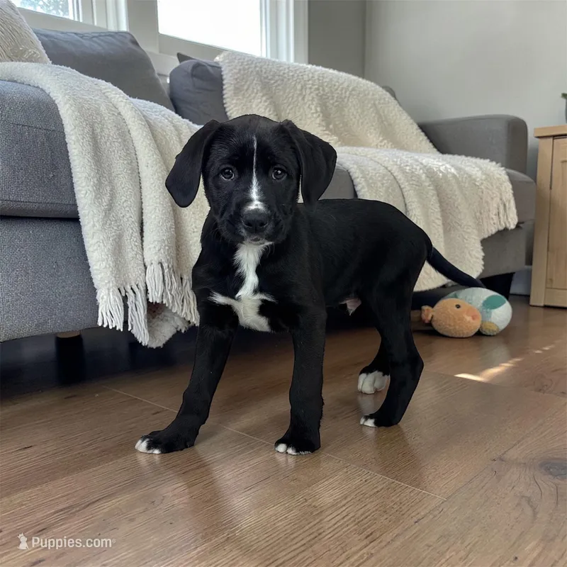 Baxter – Boxer puppy for sale in Bargersville, IN