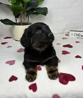 Dakota, a male Dachshund for sale in Bargersville, IN – Photo 5 of 6