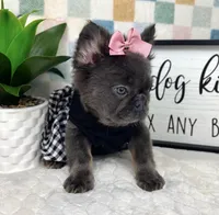 Fully AKC blue girl!, a female French Bulldog for sale in Bargersville, IN – 5 of 5