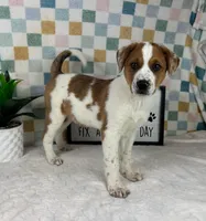 Ranger, a male Australian Cattle Dog for sale in Bargersville, IN – Photo 5 of 5