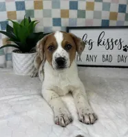 Ranger, a male Australian Cattle Dog for sale in Bargersville, IN – Photo 2 of 5