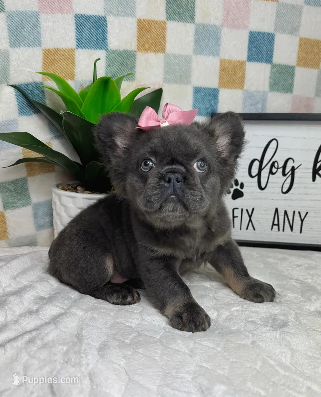Full fluffy blue female AKC – French Bulldog puppy for sale in Bargersville, IN