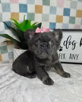 Full fluffy blue female AKC, a female French Bulldog for sale in Bargersville, IN – Photo 1 of 2