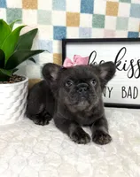 Full fluffy blue female AKC, a female French Bulldog for sale in Bargersville, IN – Photo 2 of 2