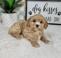 Camden, a male Cavapoo for sale in Bargersville, IN – Photo 3 of 5