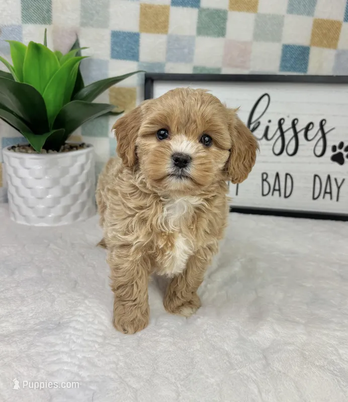 Camden – Cavapoo puppy for sale in Bargersville, IN