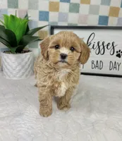 Camden, a male Cavapoo for sale in Bargersville, IN – Photo 1 of 5