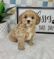 Camden, a male Cavapoo for sale in Bargersville, IN – Photo 4 of 5