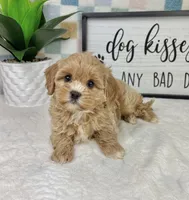 Camden, a male Cavapoo for sale in Bargersville, IN – Photo 2 of 5
