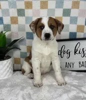 Rex, a male Australian Cattle Dog for sale in Bargersville, IN – Photo 5 of 5