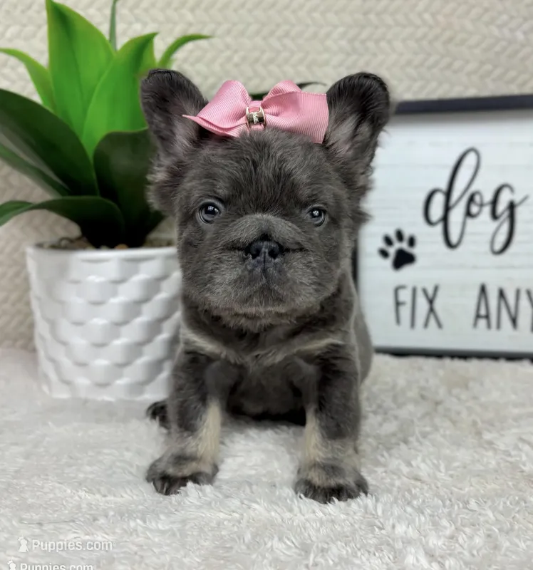 Fluffy AKC big rope girl! – French Bulldog puppy for sale in Bargersville, IN